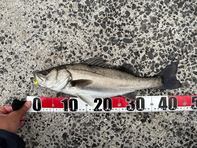 Amazon.co.jp: Berkley Gulp! SW Baby Sardine 2 inch Clear Black Red